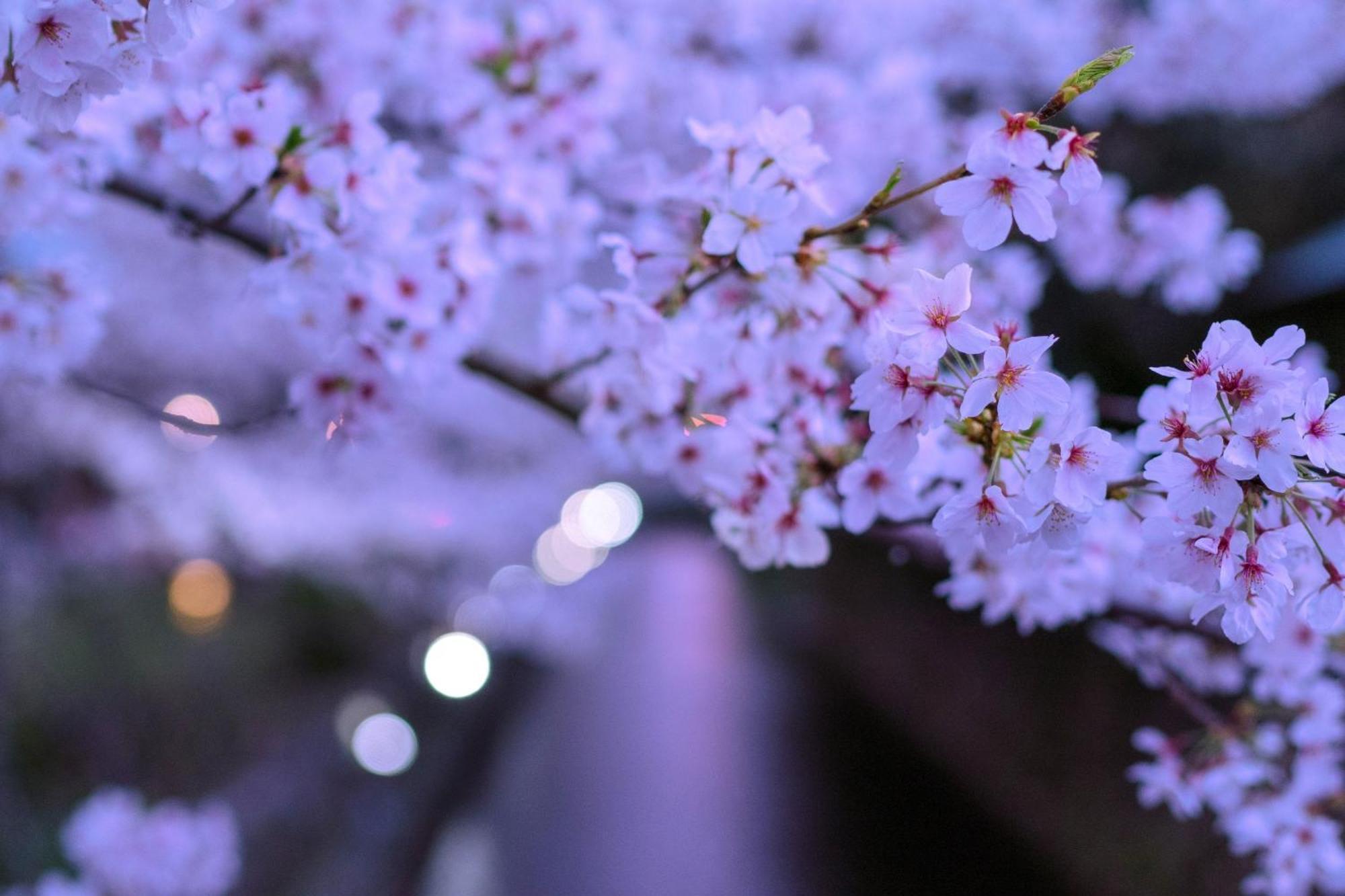 Omo5 Kyoto Sanjo By Hoshino Resorts 외부 사진